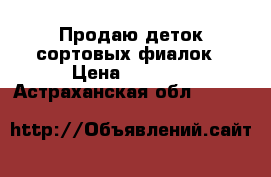 Продаю деток сортовых фиалок › Цена ­ 60-80 - Астраханская обл.  »    